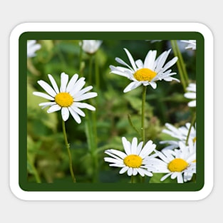 Beautiful daisies flowerfield Sticker